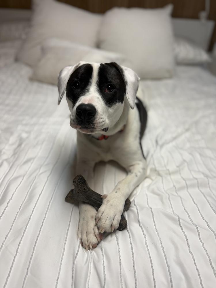 Enlarge Echo, a Adoptable mixed breed in Greenlawn, NY image 3/6