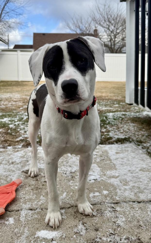 Enlarge Echo, a Adoptable mixed breed in Greenlawn, NY image 4/6
