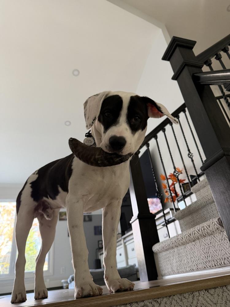 Enlarge Echo, a Adoptable mixed breed in Greenlawn, NY image 6/6