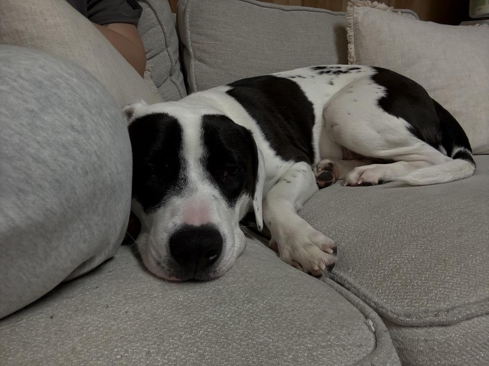 Enlarge Echo, a Adoptable mixed breed in Greenlawn, NY image 5/6