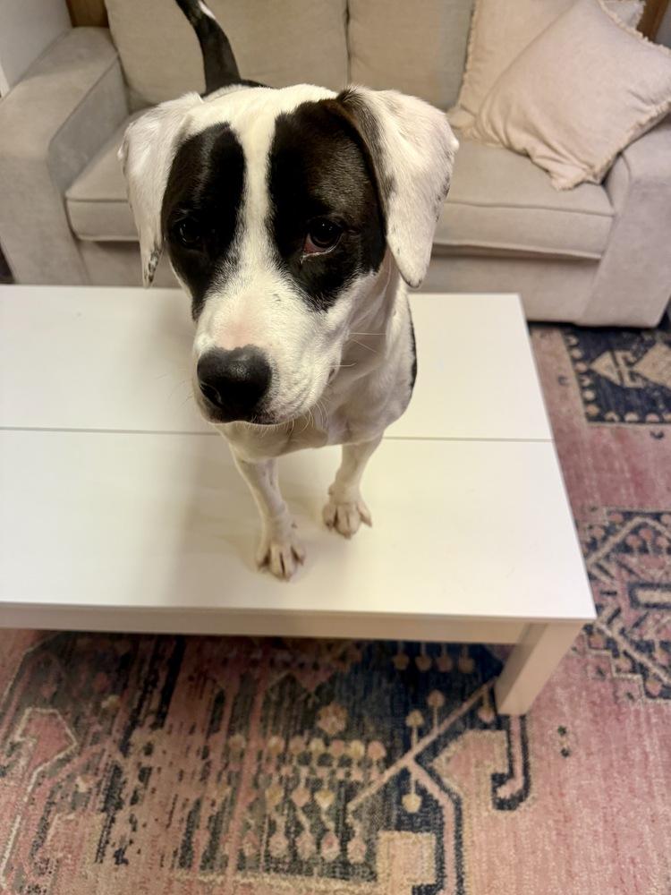 Enlarge Echo, a Adoptable mixed breed in Greenlawn, NY image 6/6