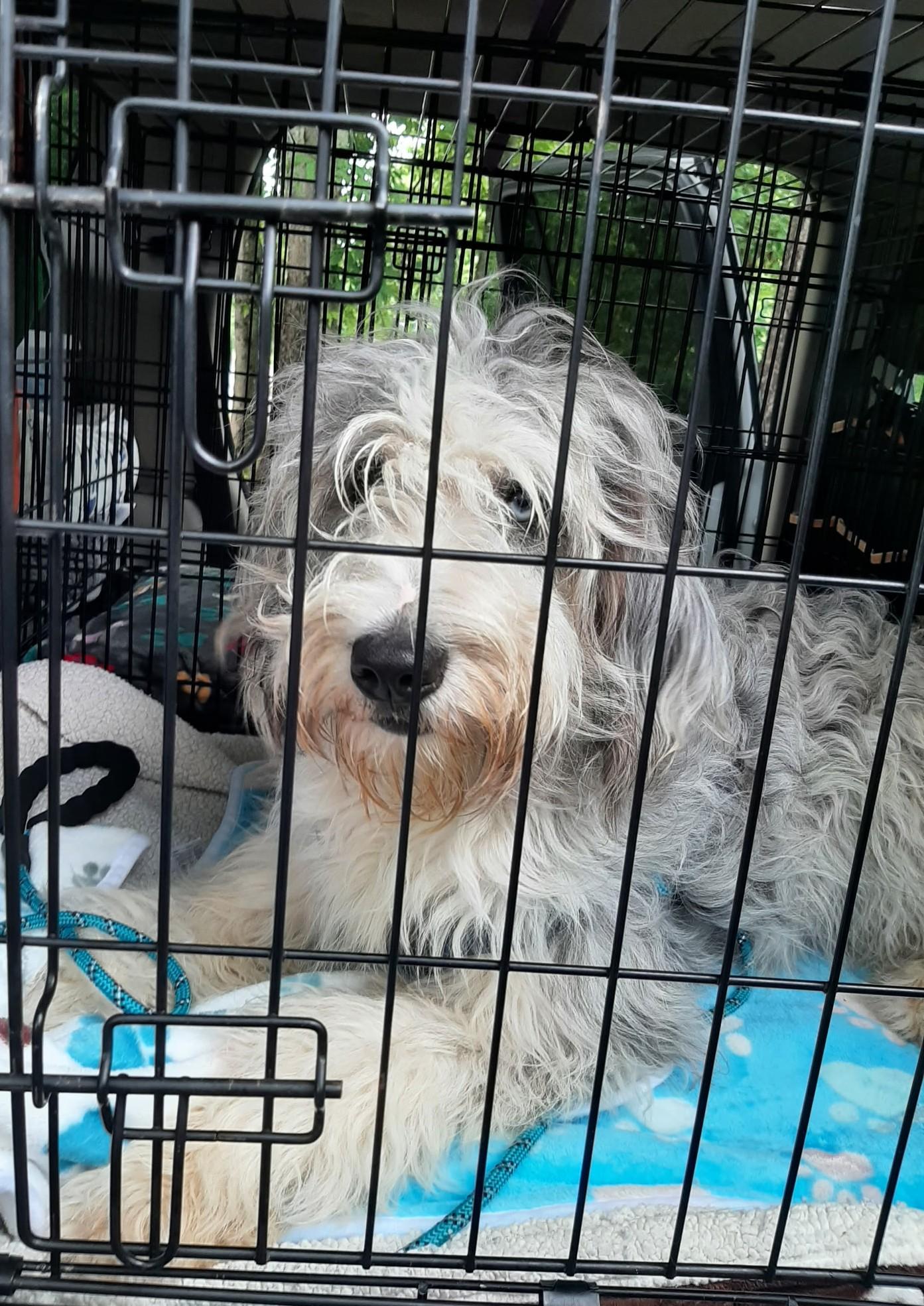 Enlarge Tallulah, an adopted mixed breed in Falls Church, VA image 3/3