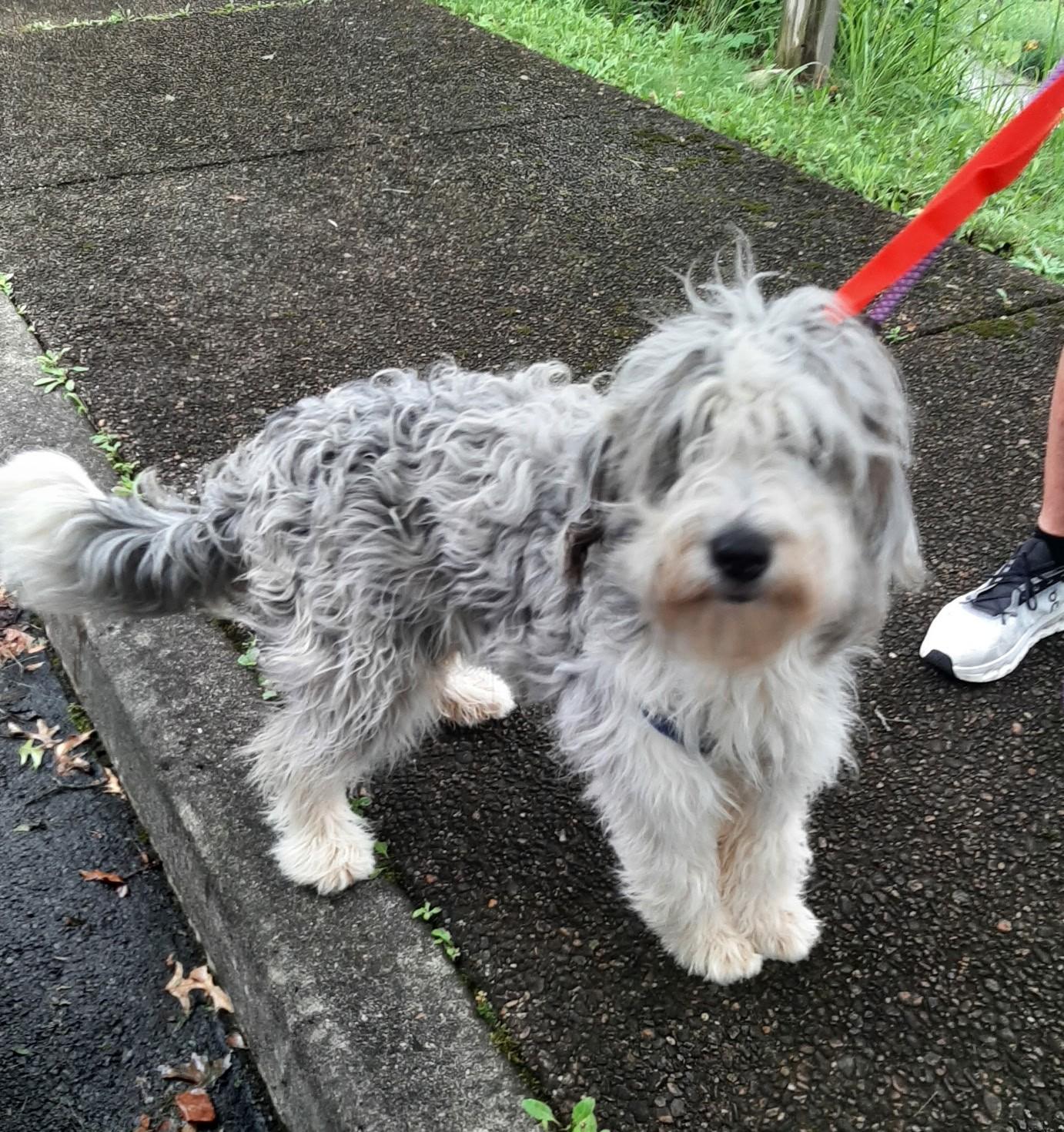 Enlarge Tallulah, an adopted mixed breed in Falls Church, VA image 1/3