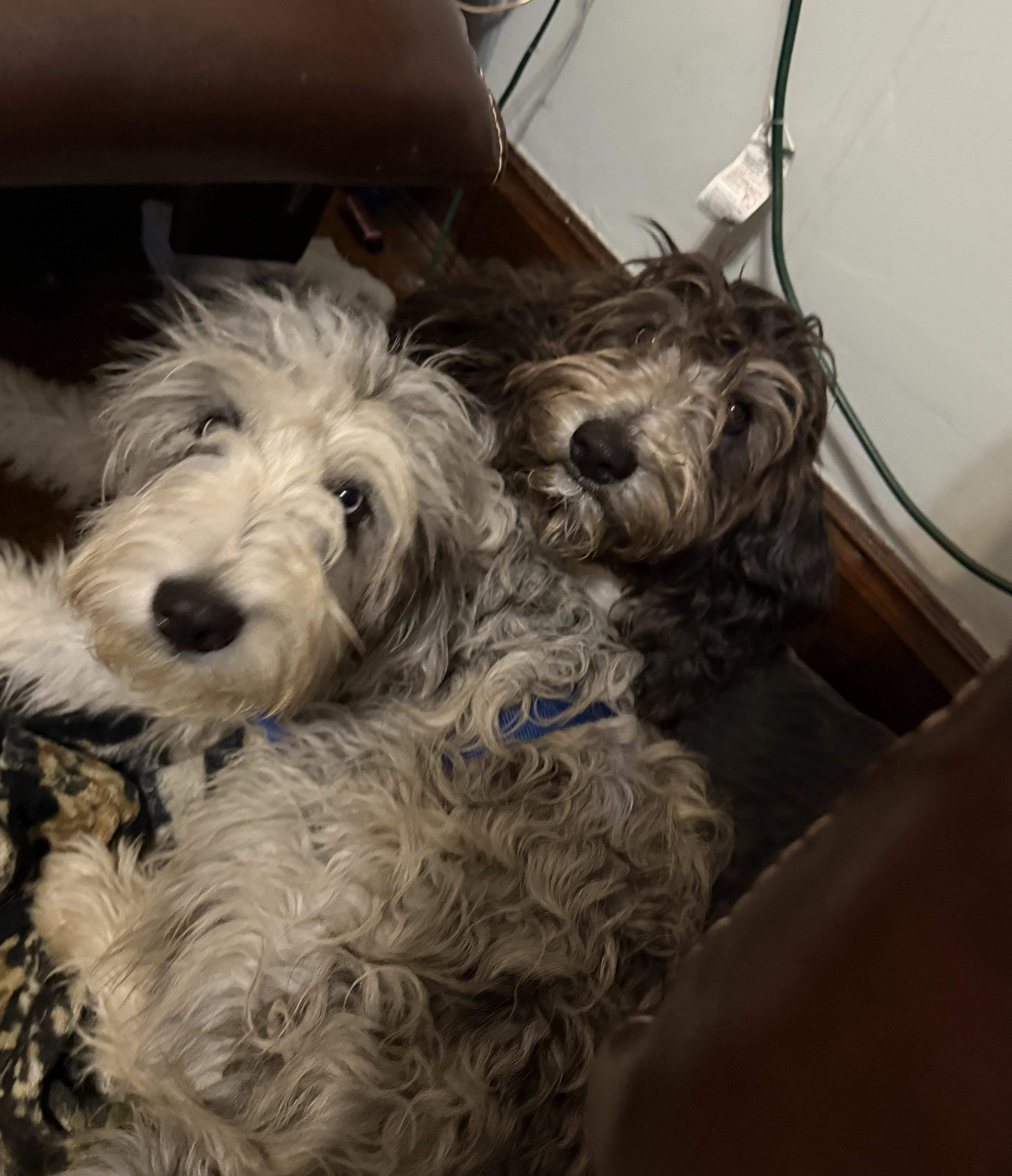Enlarge Tallulah, an adopted mixed breed in Falls Church, VA image 2/3