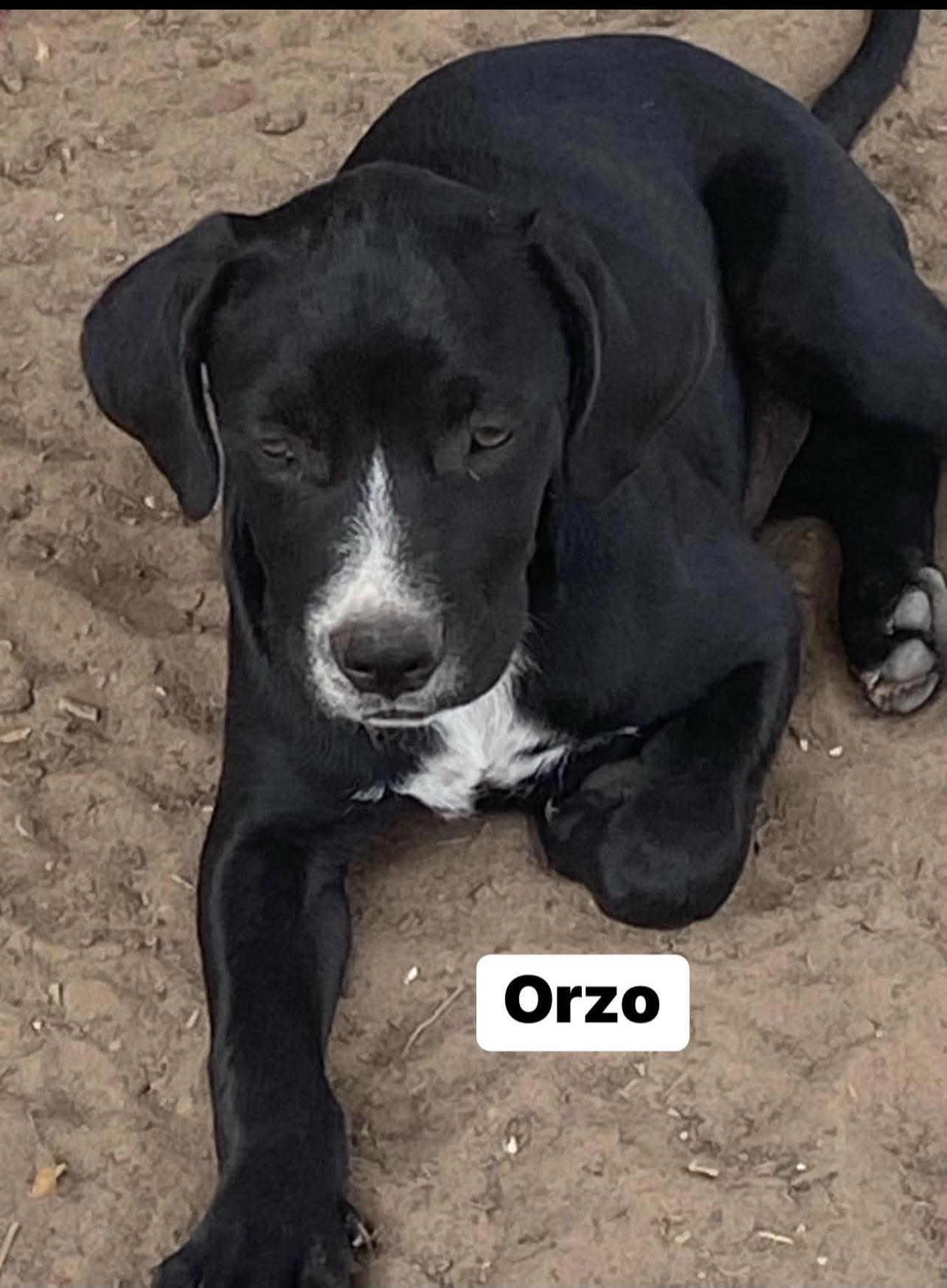 Orzo