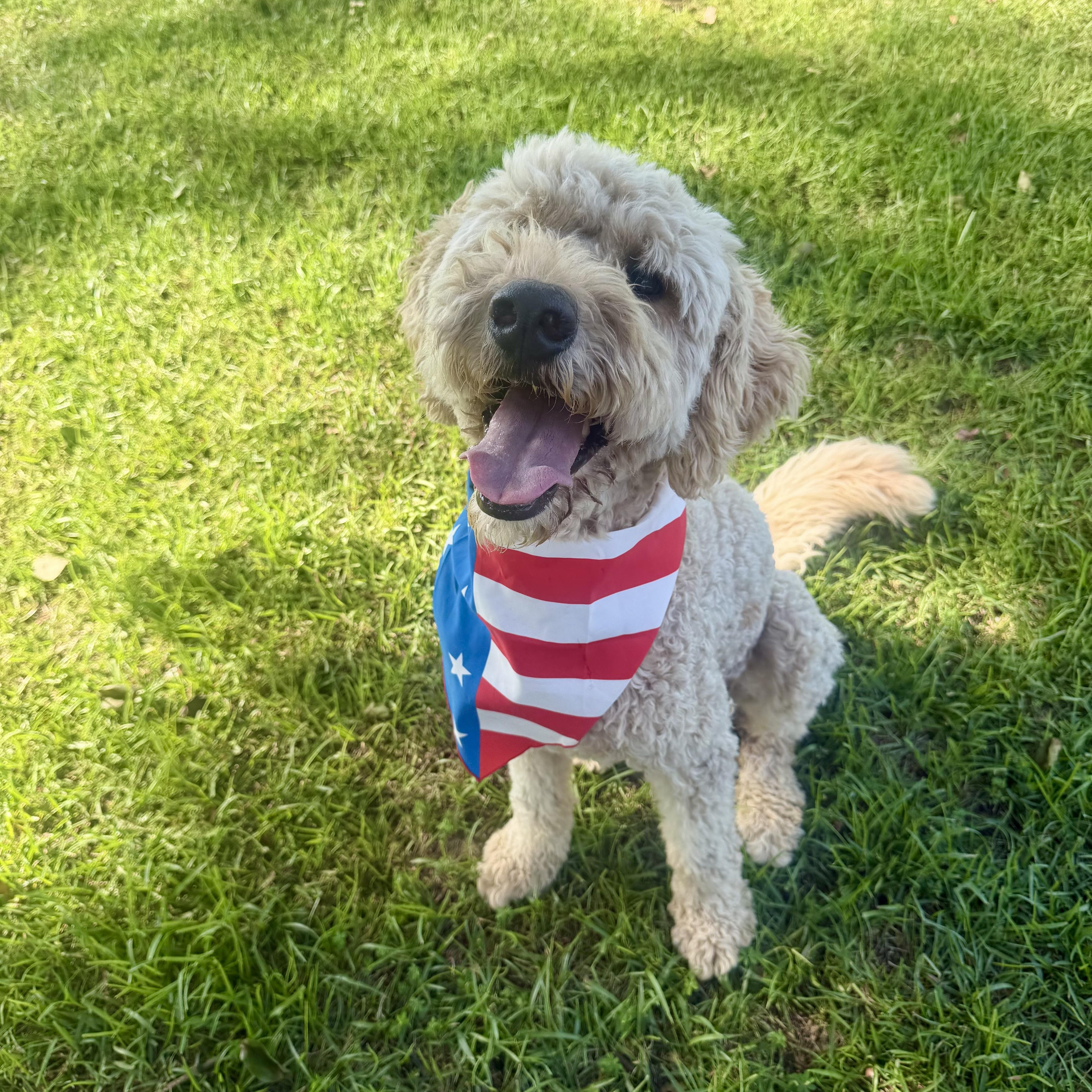 BODIE-NORTH CAROLINA, a Adoptable Goldendoodle in Broadway, NC image 5/6