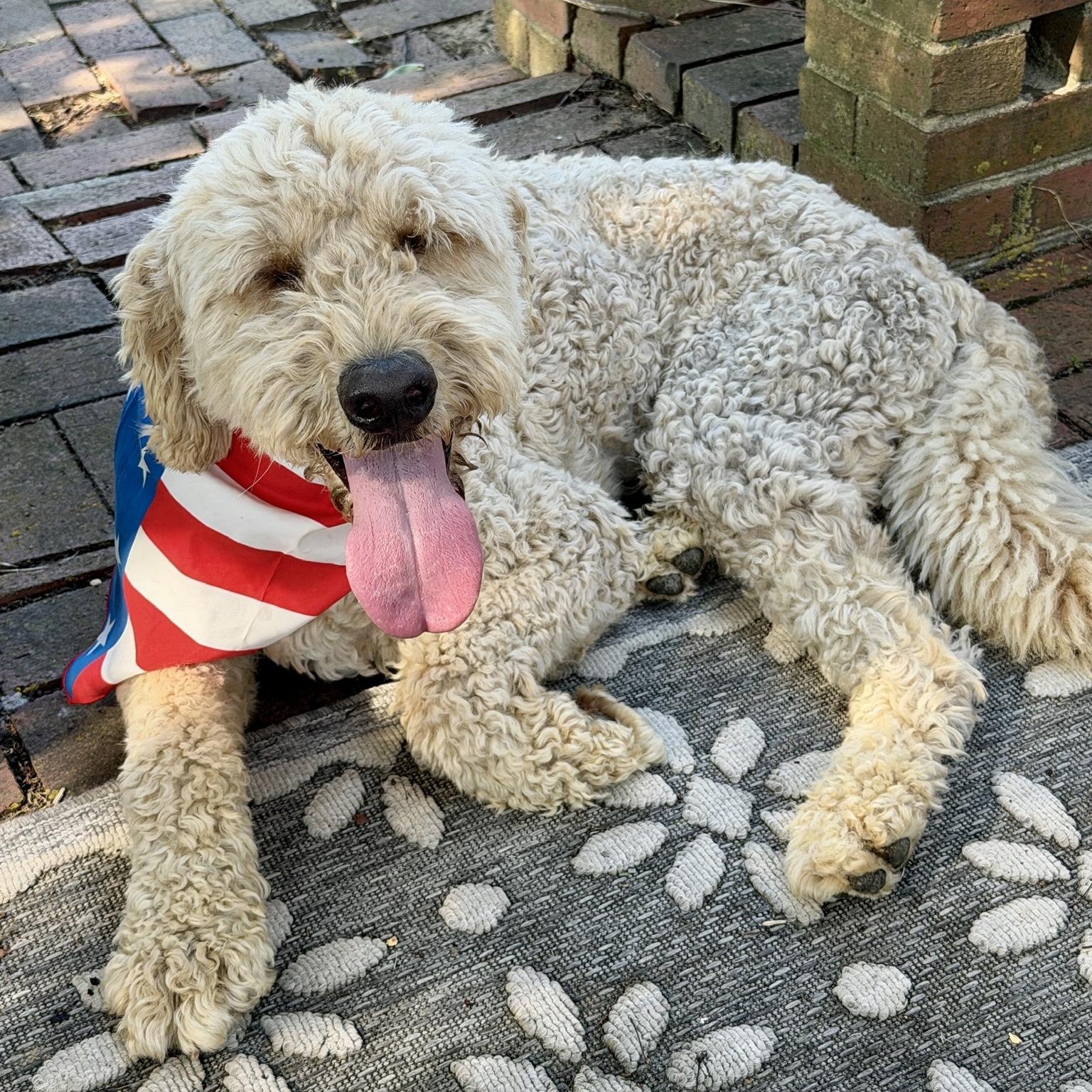 BODIE-NORTH CAROLINA, a Adoptable Goldendoodle in Broadway, NC image 4/6