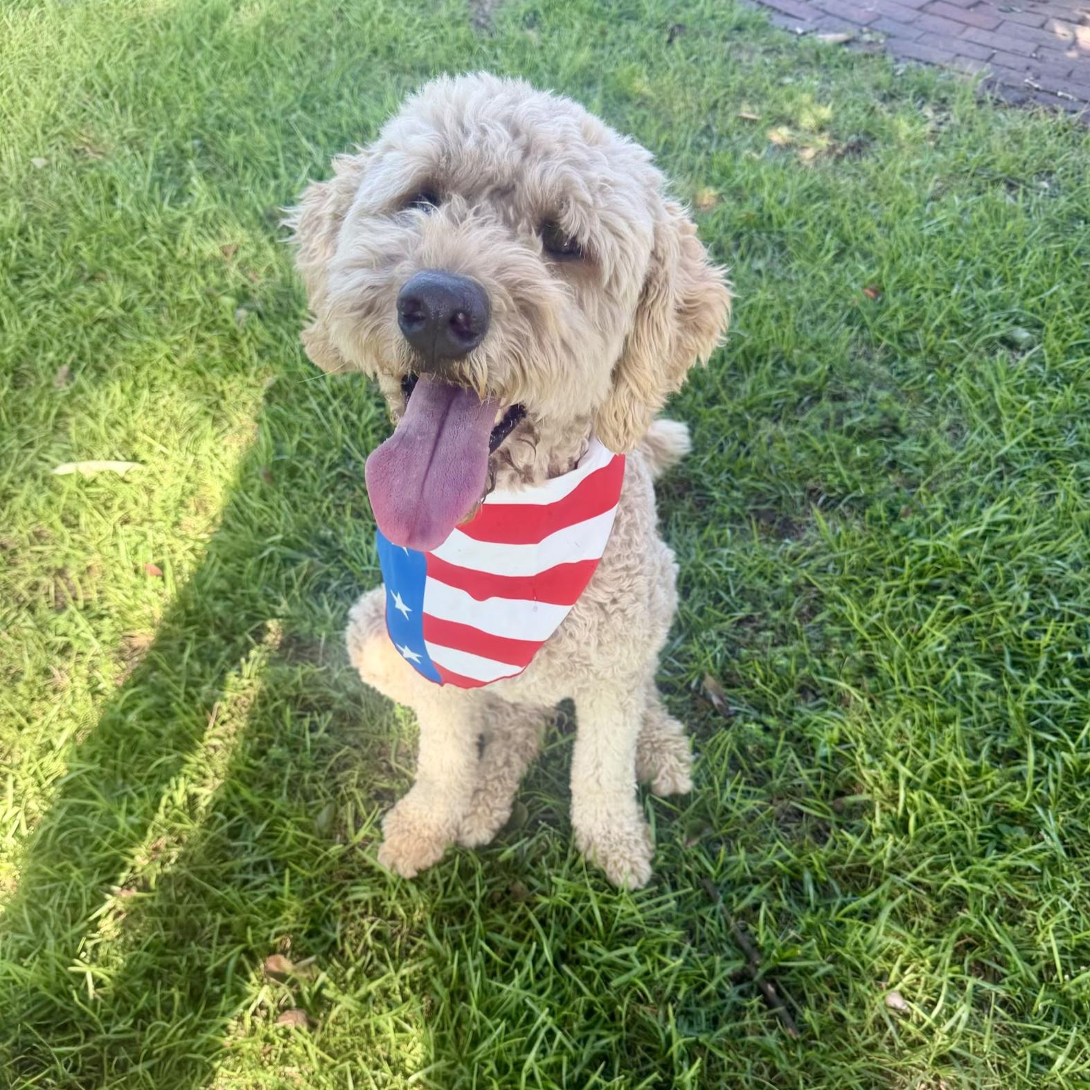 BODIE-NORTH CAROLINA, a Adoptable Goldendoodle in Broadway, NC image 1/6