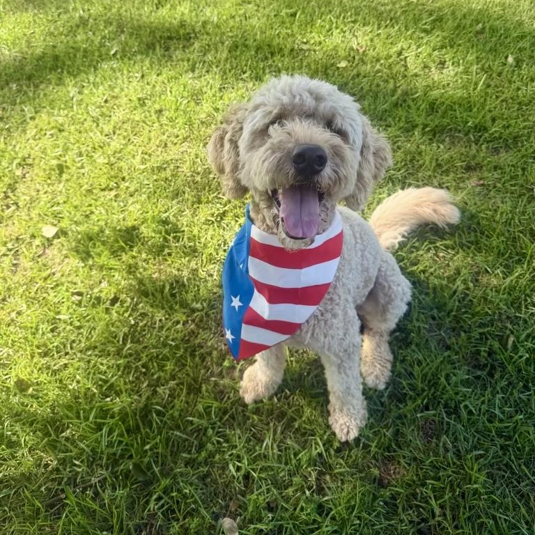 BODIE-NORTH CAROLINA, a Adoptable Goldendoodle in Broadway, NC image 2/6
