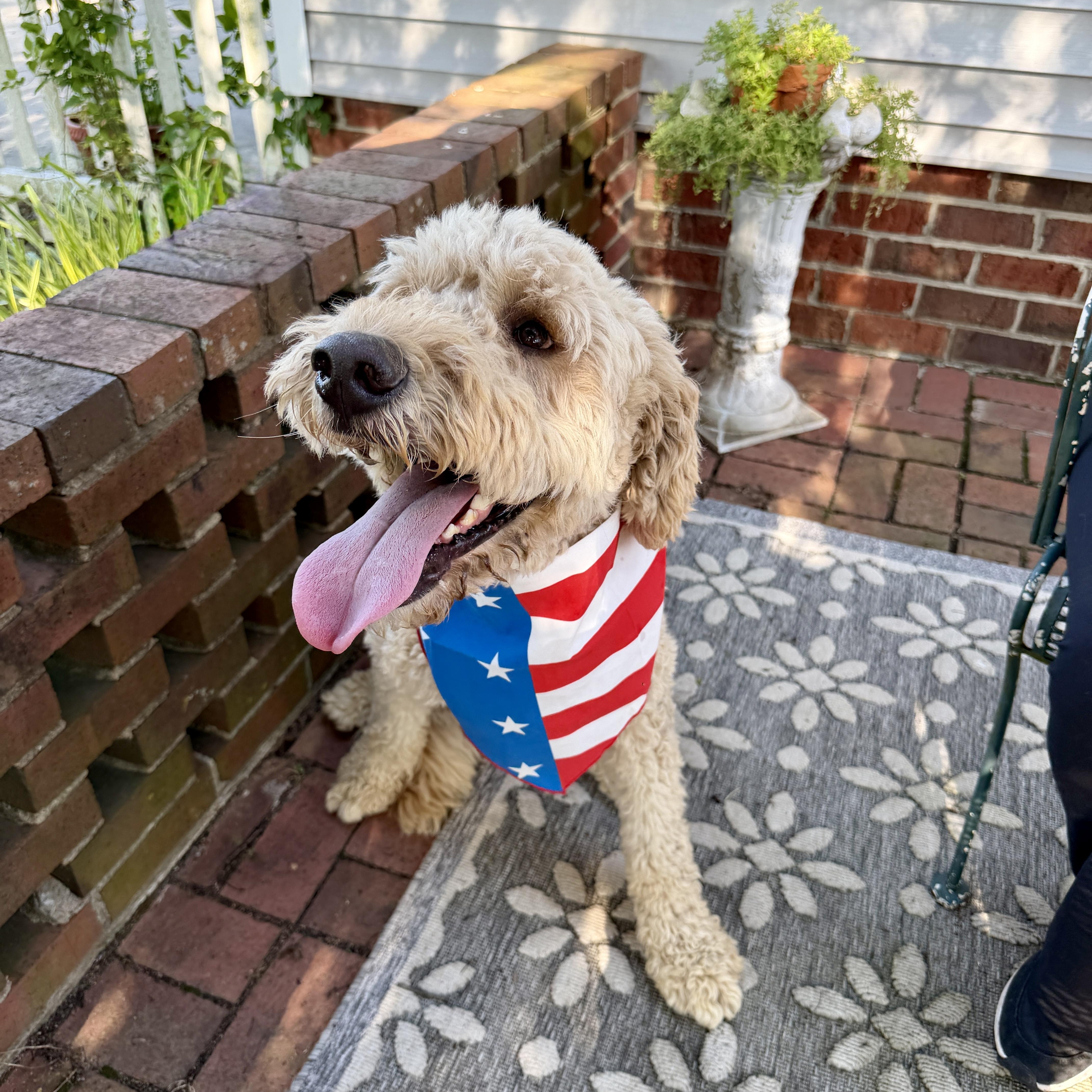 BODIE-NORTH CAROLINA, a Adoptable Goldendoodle in Broadway, NC image 3/6
