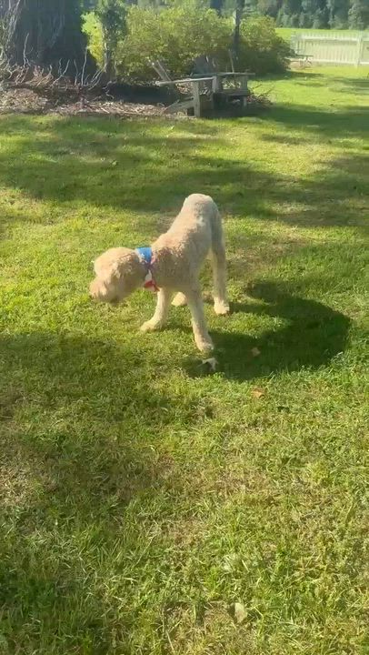 Enlarge BODIE-NORTH CAROLINA, a Adoptable Goldendoodle in Broadway, NC video 6/6