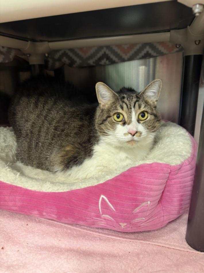 SCHENZE, Adoptable, Adult Female Domestic Short Hair.