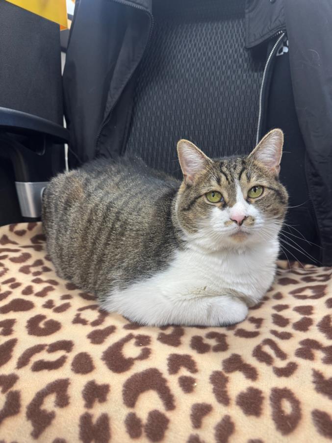 Enlarge SCHENZE, a Adoptable Domestic Short Hair in Hagerstown, MD image 1/1