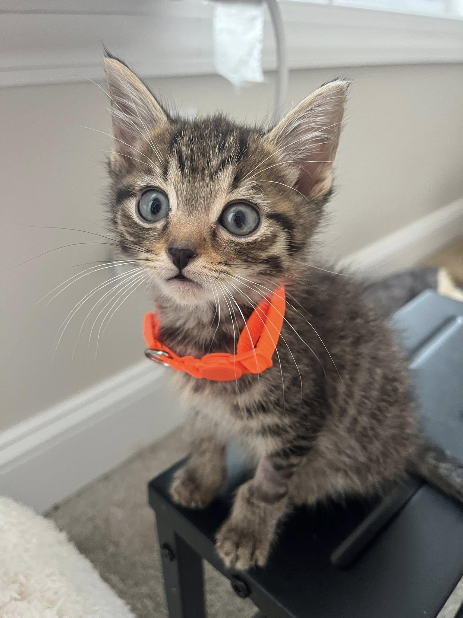 Cheddar, ADOPTABLE, Kitten Male Domestic Short Hair.