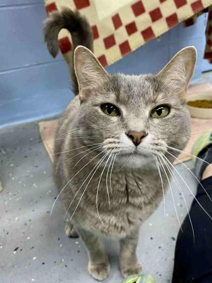 Tes, Adoptable, Adult Female Domestic Short Hair & Domestic Short Hair.