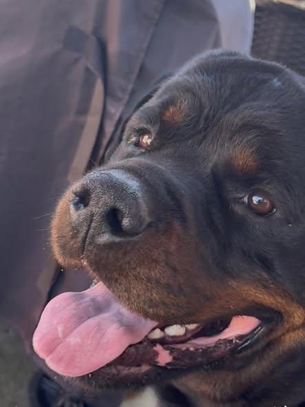 Enlarge ZEUS WILMINGTON, a ADOPTABLE Rottweiler in Chapel Hill, NC image 1/5