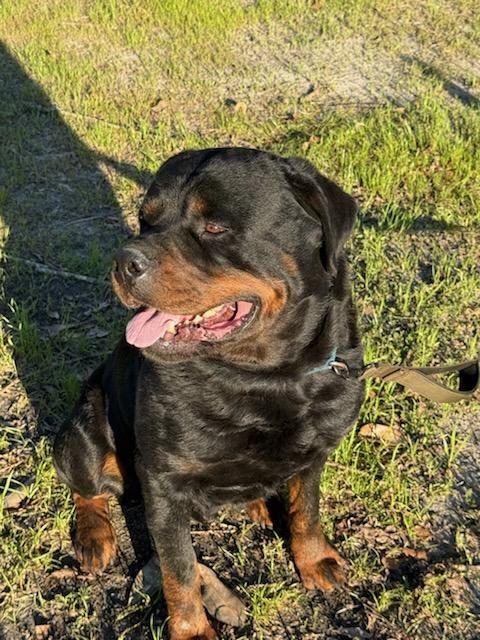 Enlarge ZEUS WILMINGTON, a ADOPTABLE Rottweiler in Chapel Hill, NC image 4/5