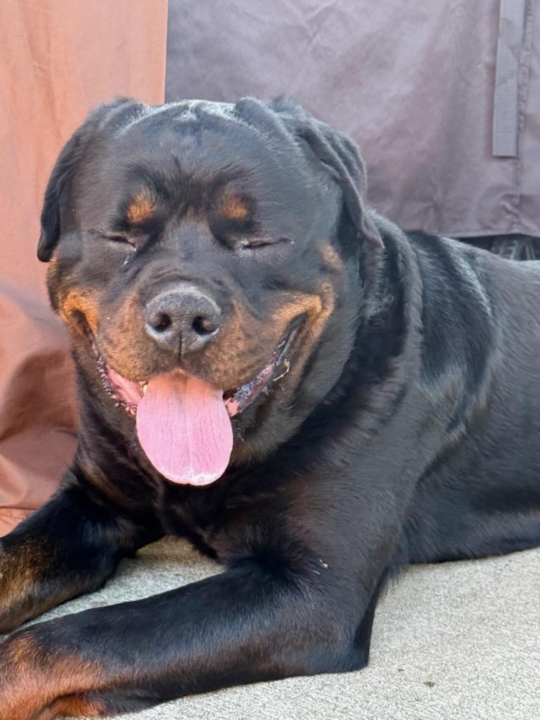 Enlarge ZEUS WILMINGTON, a ADOPTABLE Rottweiler in Chapel Hill, NC image 5/5