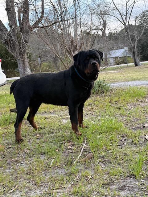 Enlarge ZEUS WILMINGTON, a ADOPTABLE Rottweiler in Chapel Hill, NC image 3/5