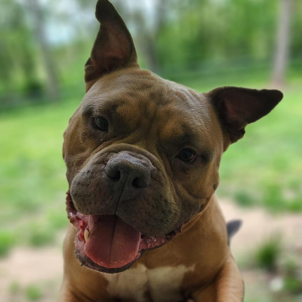 TED Moo, Adoptable, Adult Male Mixed Breed.