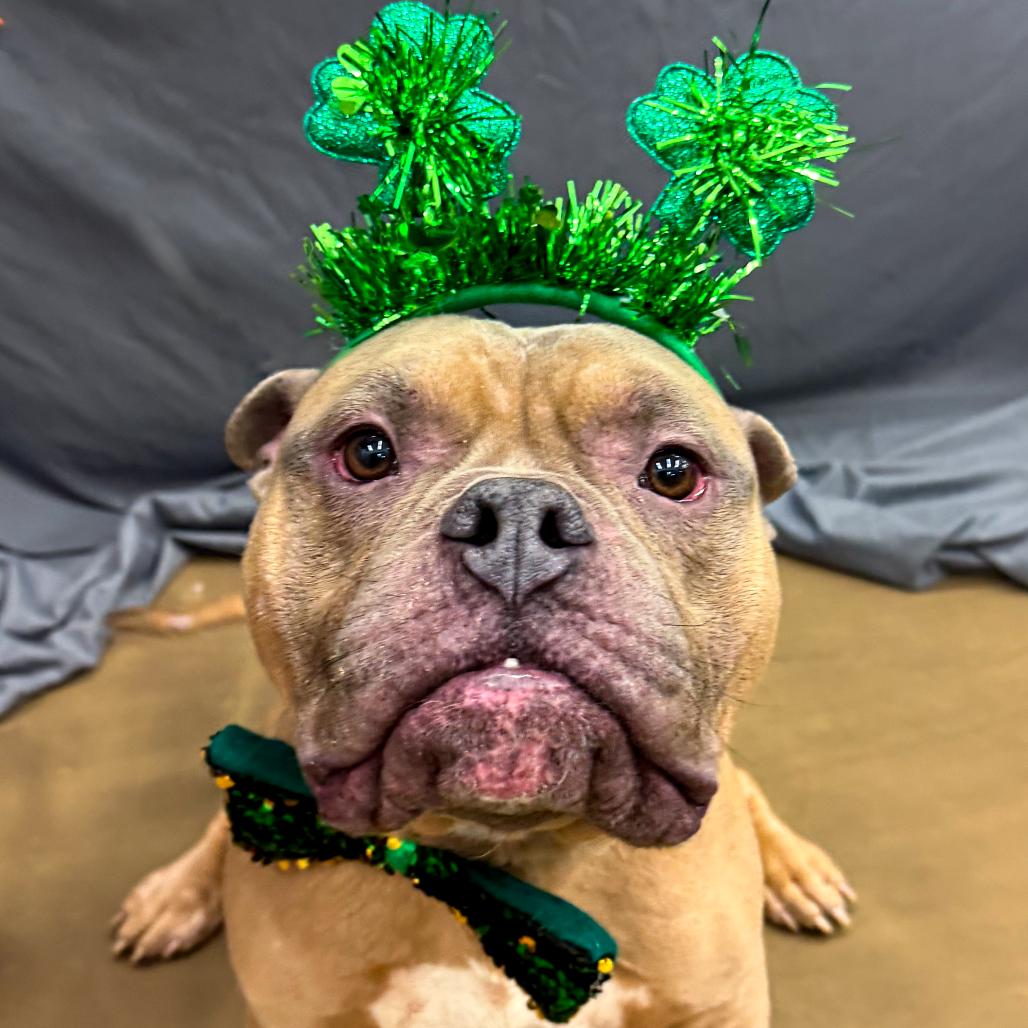 Enlarge TED Moo, a Adoptable Mixed Breed in Valparaiso, IN image 1/6