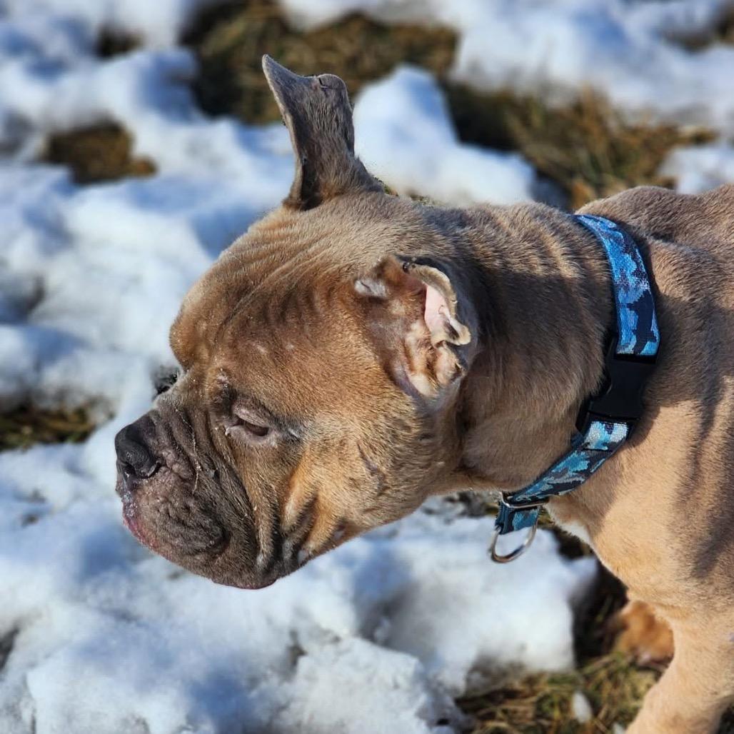 TED Moo, a Adoptable Mixed Breed in Valparaiso, IN image 3/6