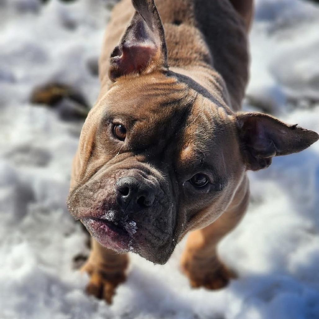 TED Moo, Adoptable, Adult Male Mixed Breed.