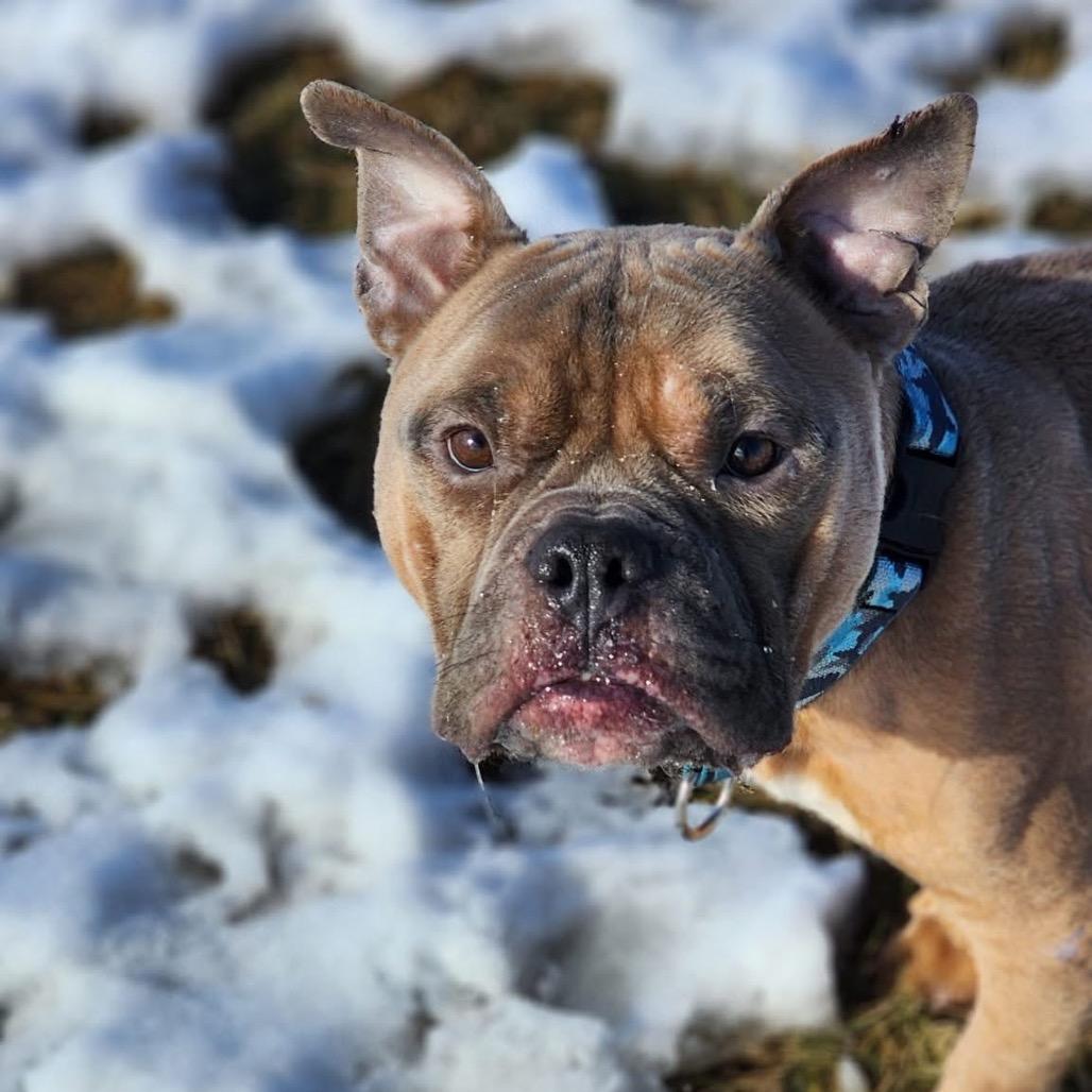 TED Moo, a Adoptable Mixed Breed in Valparaiso, IN image 4/6