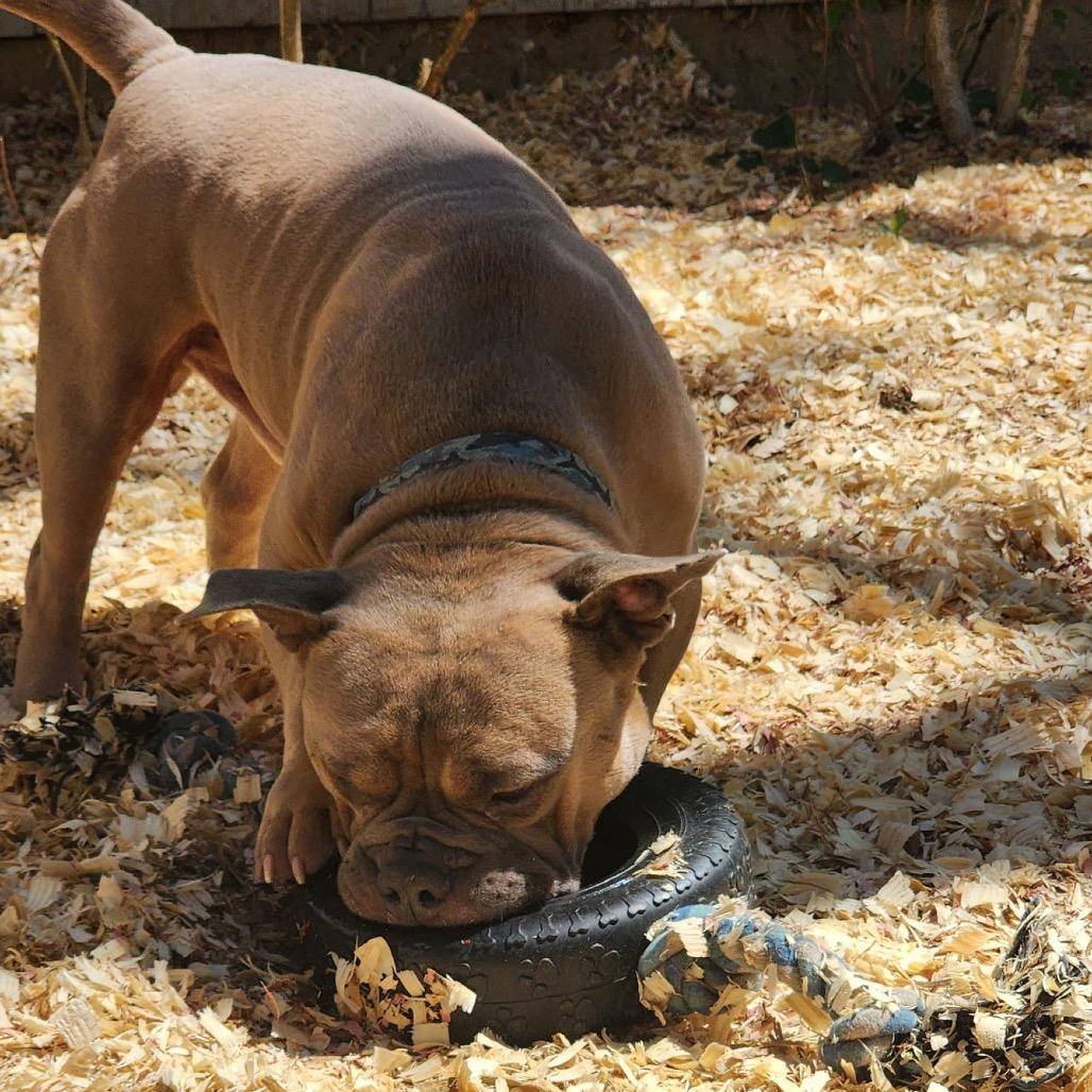 Enlarge TED Moo, a Adoptable Mixed Breed in Valparaiso, IN image 2/6