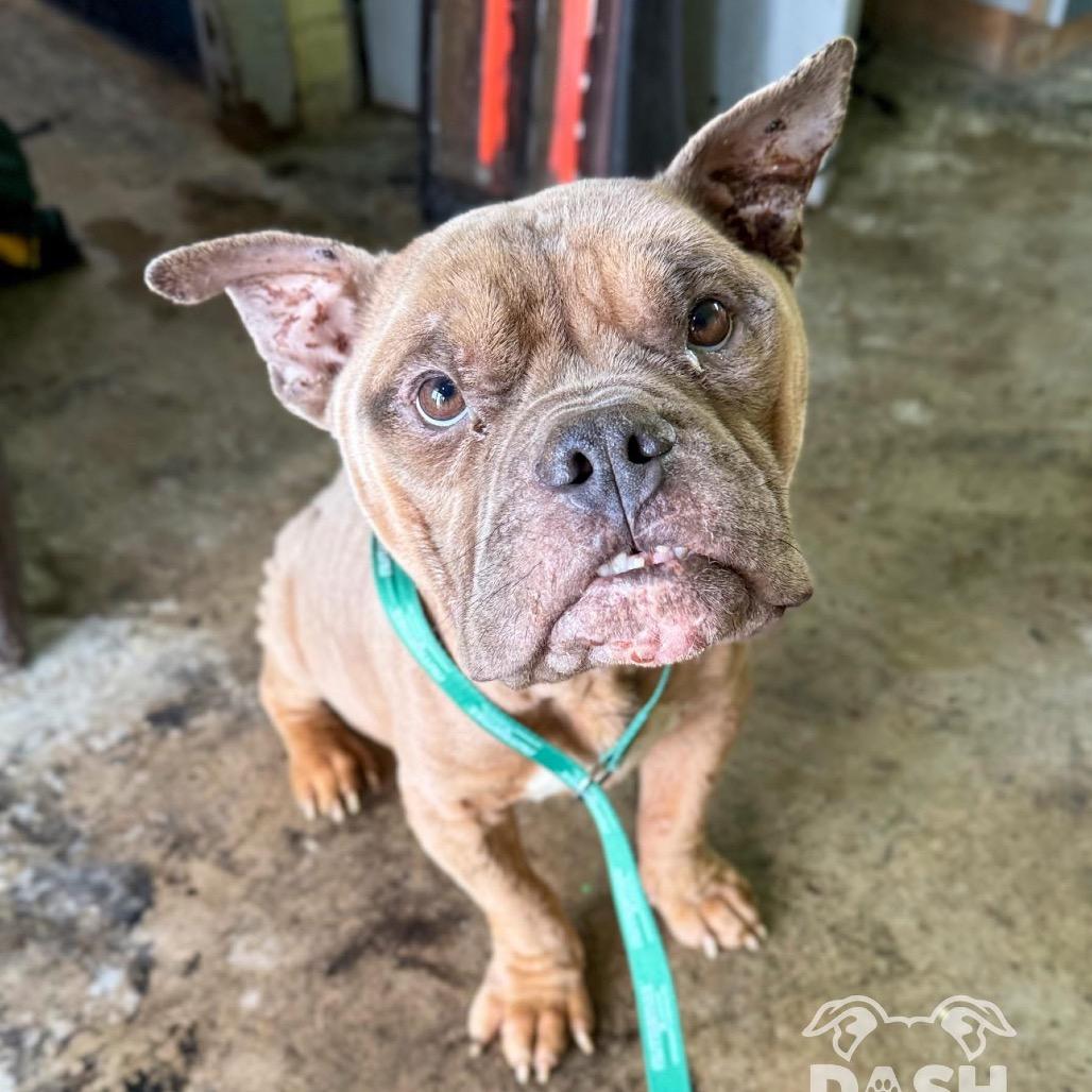 TED Moo, a Adoptable Mixed Breed in Valparaiso, IN image 2/6