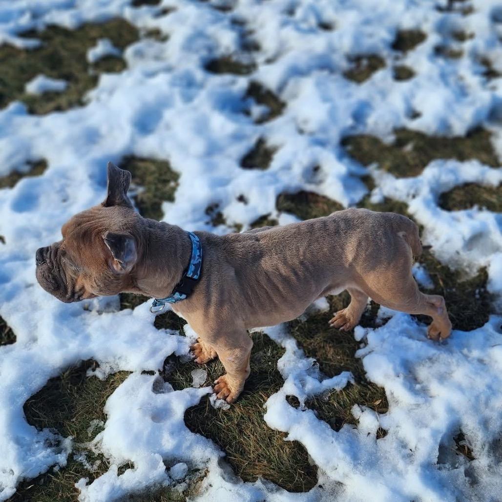 TED Moo, a Adoptable Mixed Breed in Valparaiso, IN image 5/6