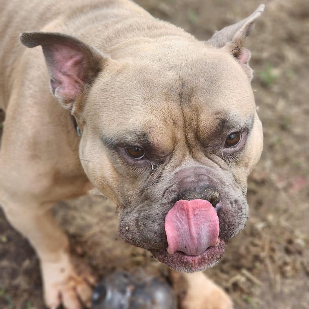 Enlarge TED Moo, a Adoptable Mixed Breed in Valparaiso, IN image 3/6