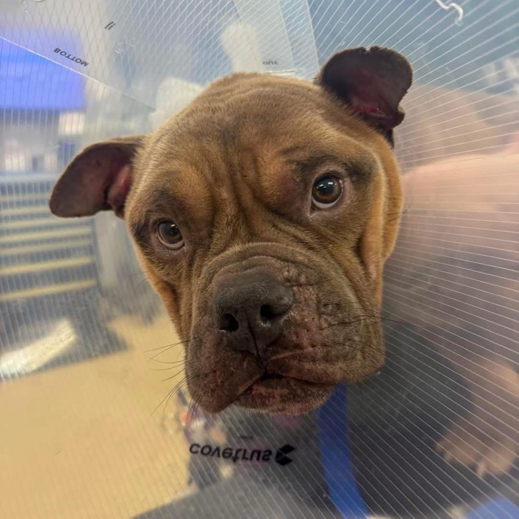 TED Moo, a Adoptable Mixed Breed in Valparaiso, IN image 6/6