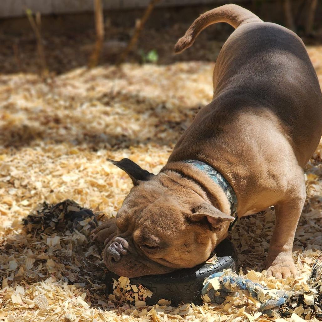 Enlarge TED Moo, a Adoptable Mixed Breed in Valparaiso, IN image 4/6
