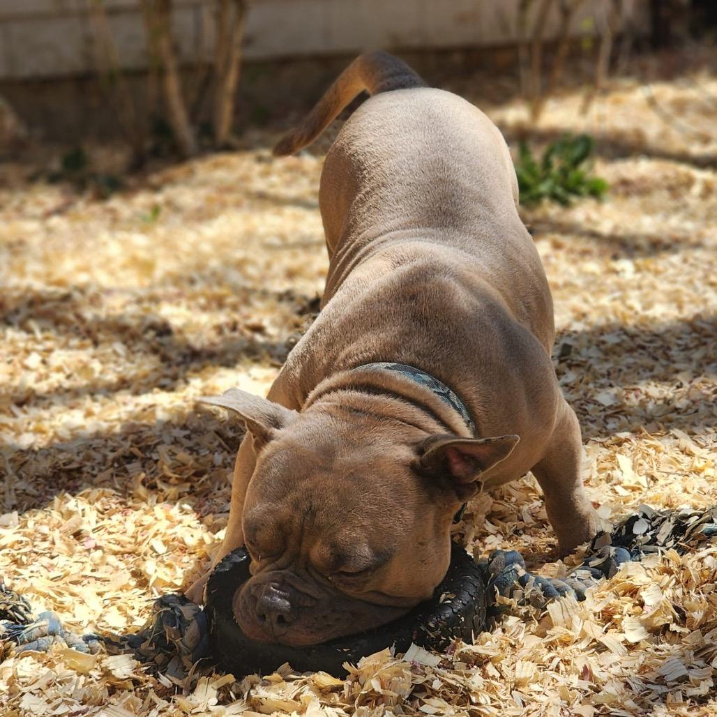 Enlarge TED Moo, a Adoptable Mixed Breed in Valparaiso, IN image 5/6