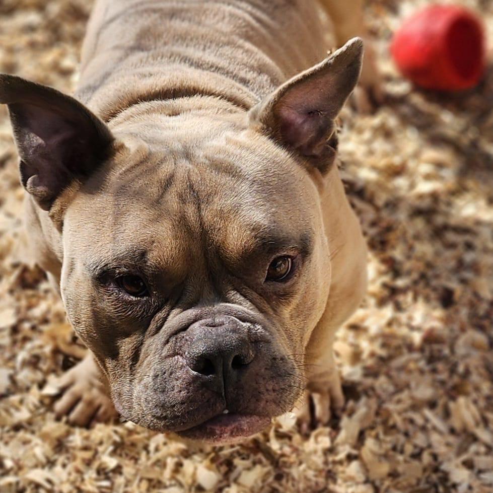 Enlarge TED Moo, a Adoptable Mixed Breed in Valparaiso, IN image 6/6