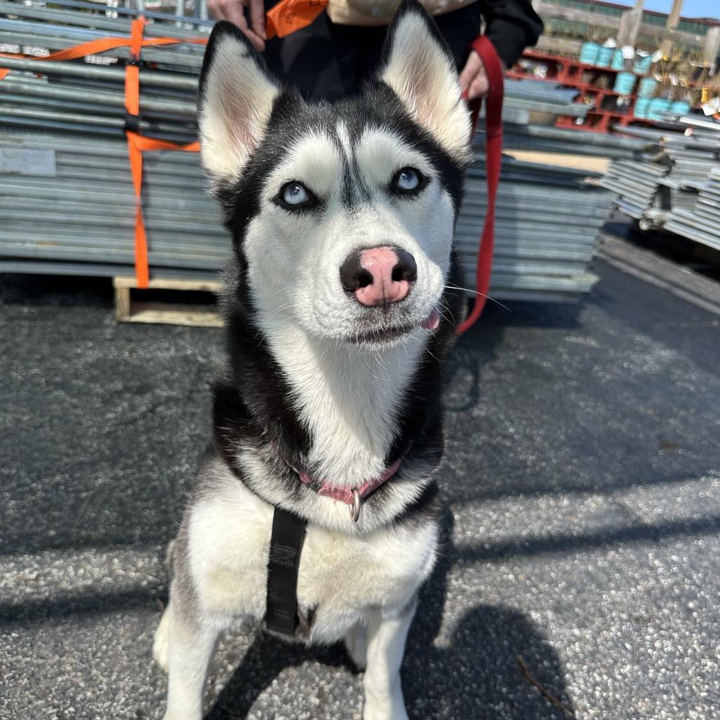 Peggy Sue, Adoptable, Adult Female Husky & Mixed Breed.