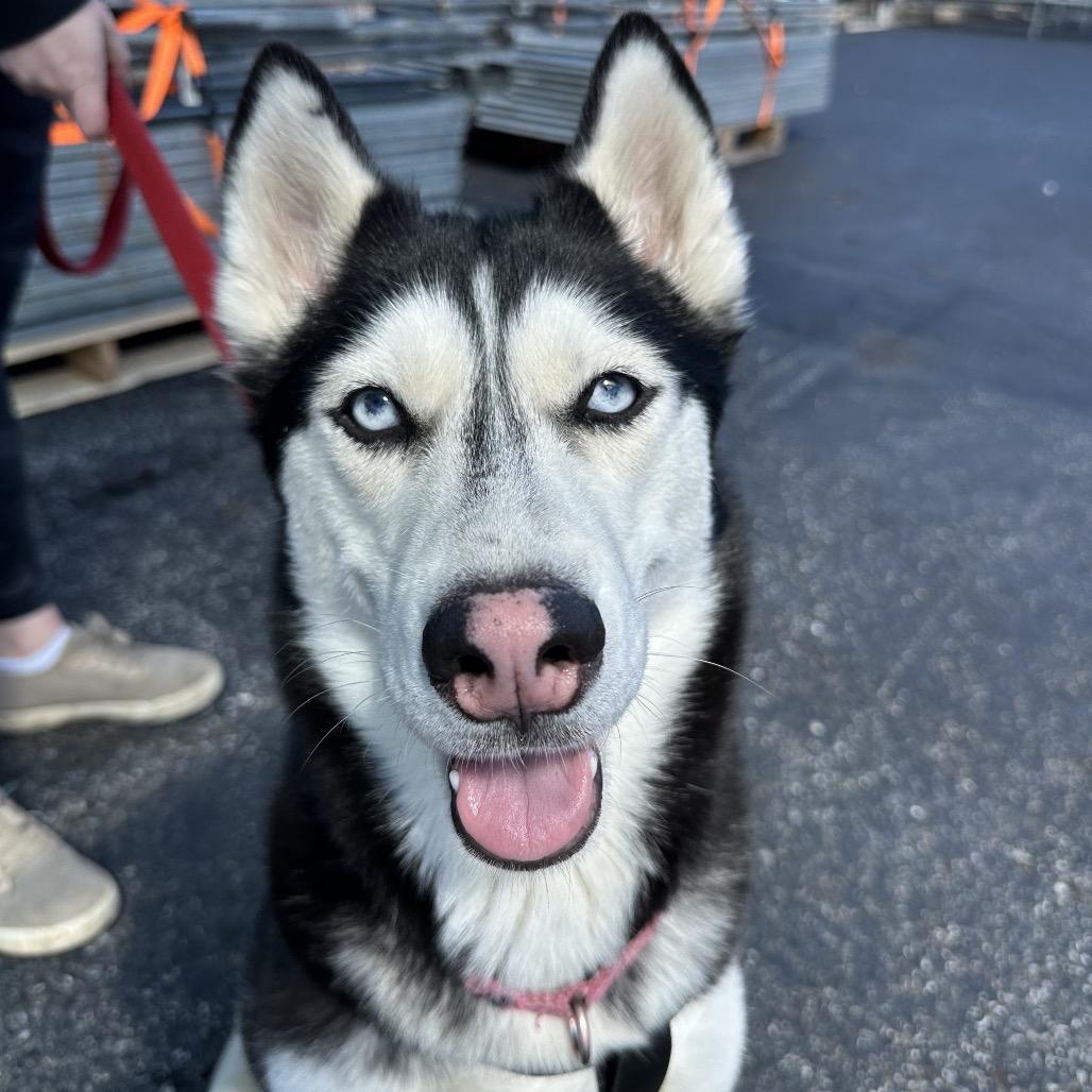 Peggy Sue, Adoptable, Adult Female Husky & Mixed Breed.