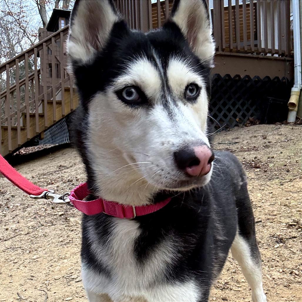 Peggy Sue, Adoptable, Adult Female Husky & Mixed Breed.
