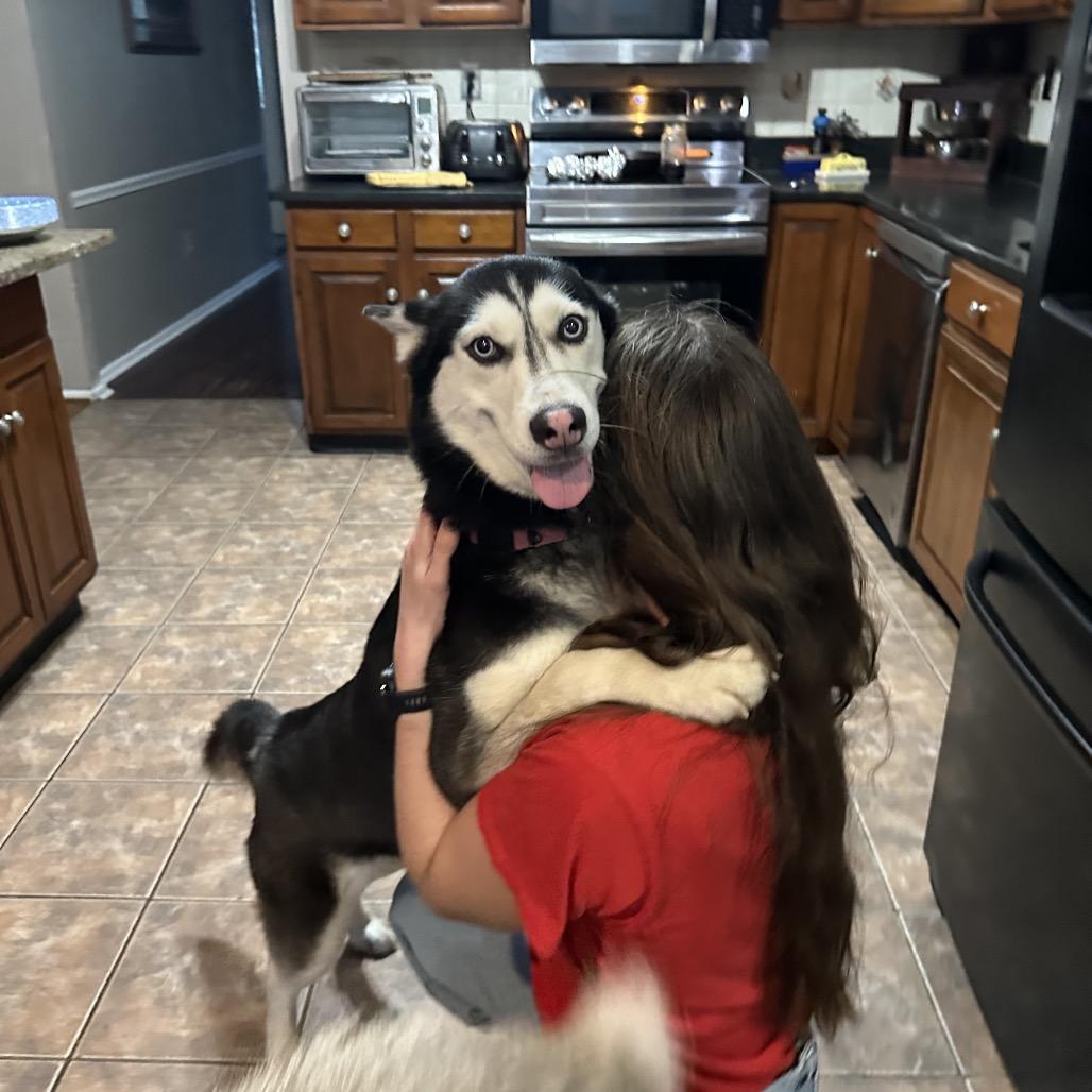 Enlarge Peggy Sue, a Adoptable mixed breed in West Chester, PA image 4/6