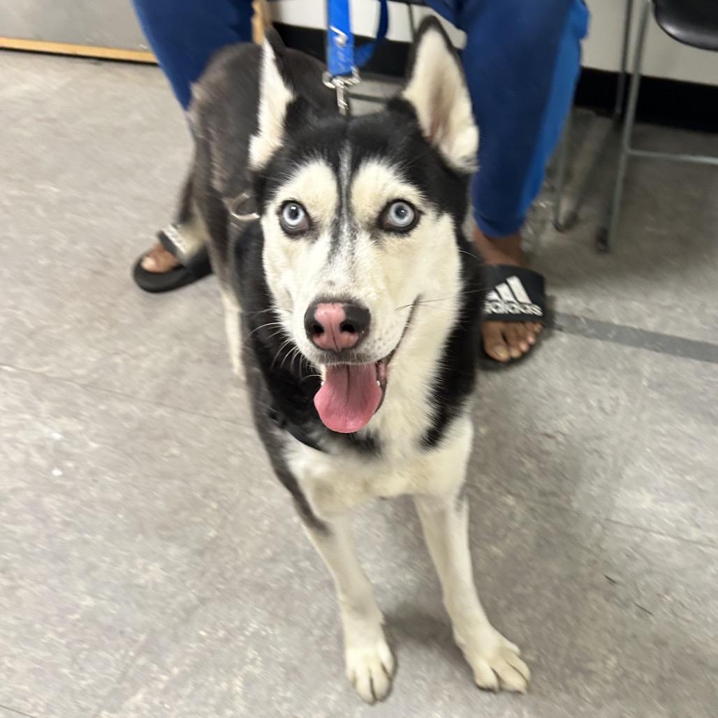 Peggy Sue thumbnail 2