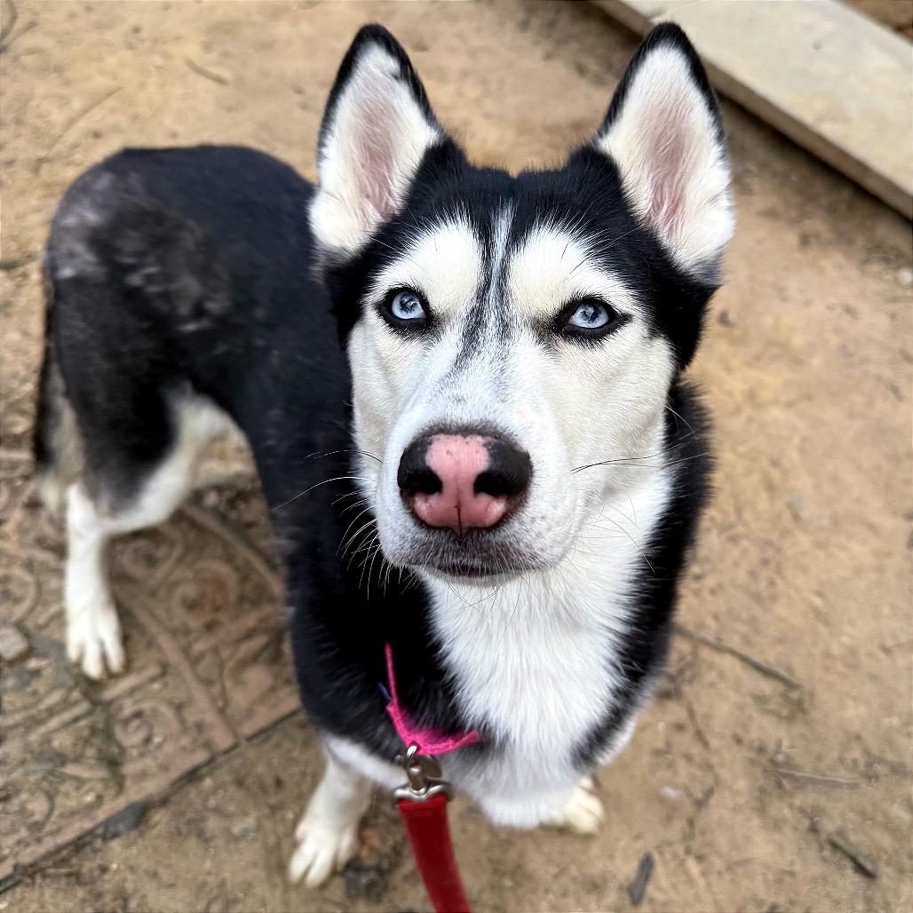 Peggy Sue thumbnail 3