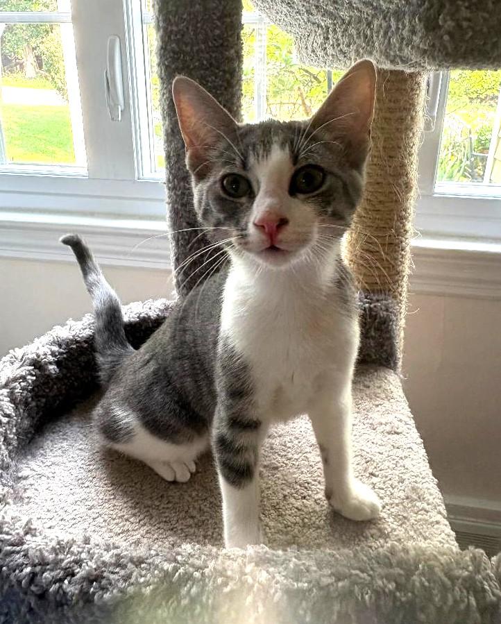 Enlarge Daphne, a Adopted Domestic Short Hair in Wayne, NJ image 2/5