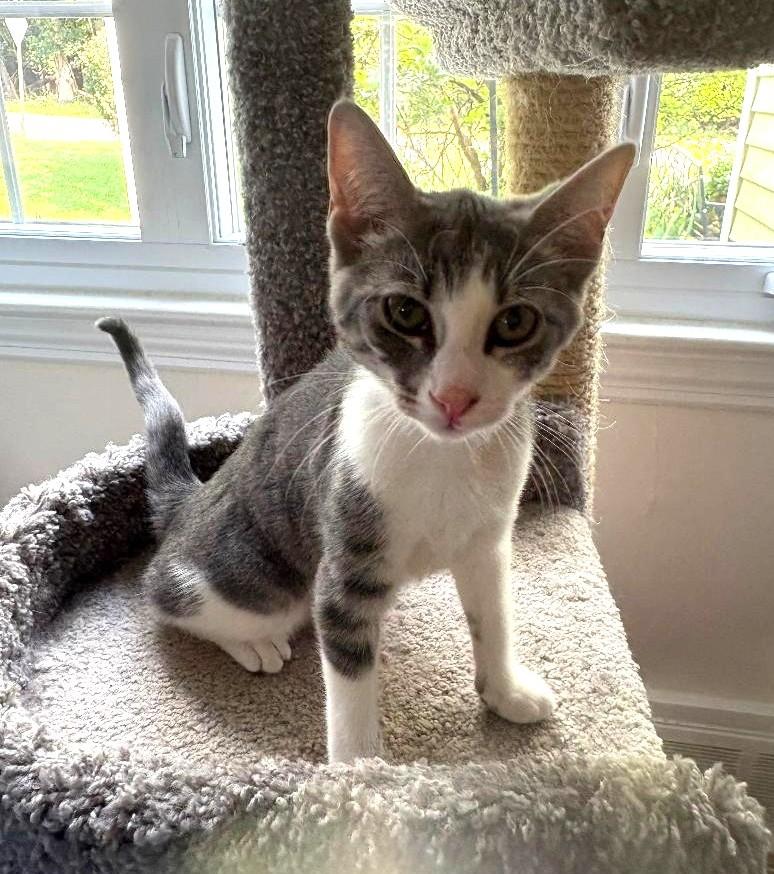 Enlarge Daphne, a Adopted Domestic Short Hair in Wayne, NJ image 3/5