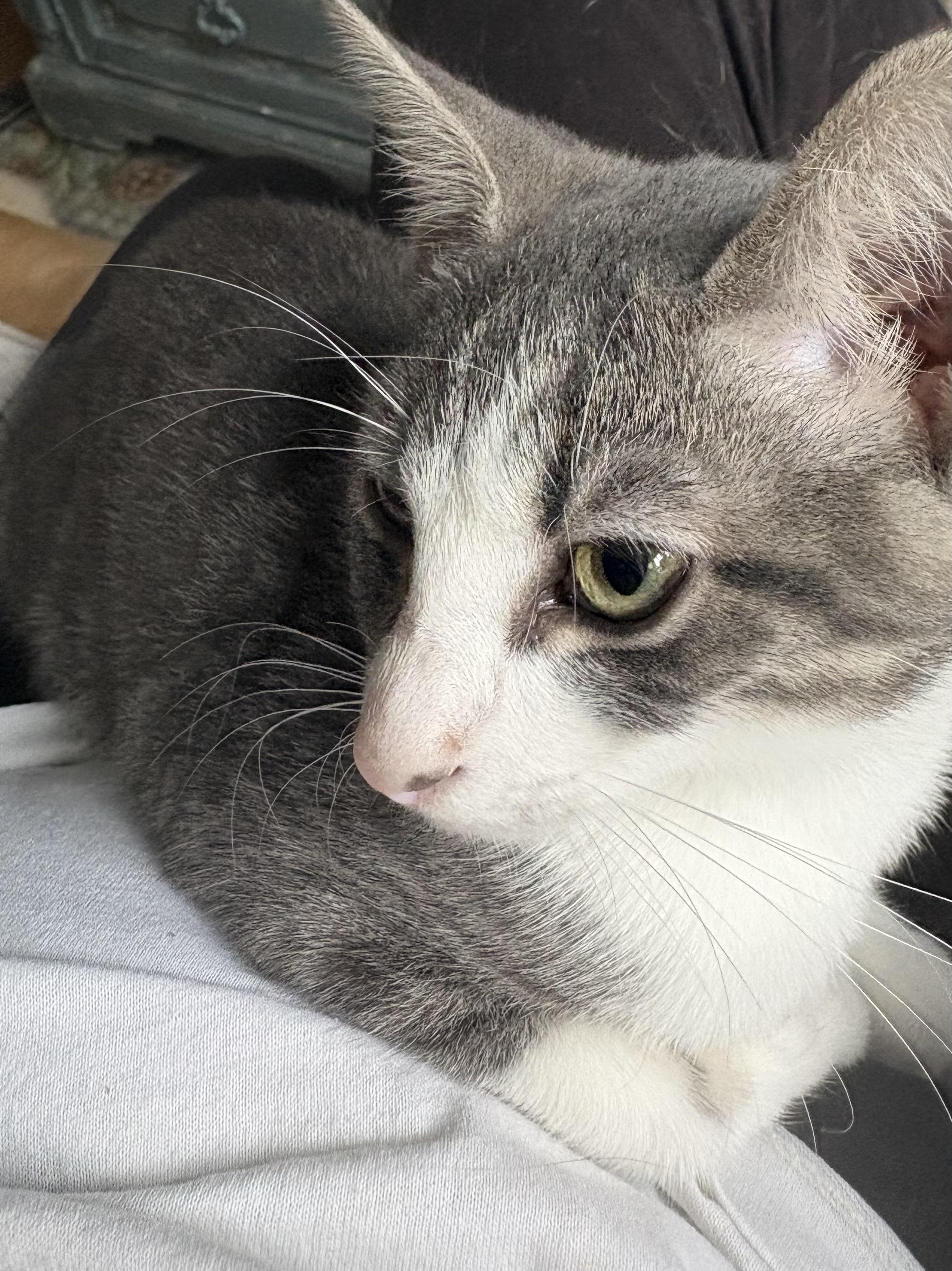 Enlarge Daphne, a Adopted Domestic Short Hair in Wayne, NJ image 5/5