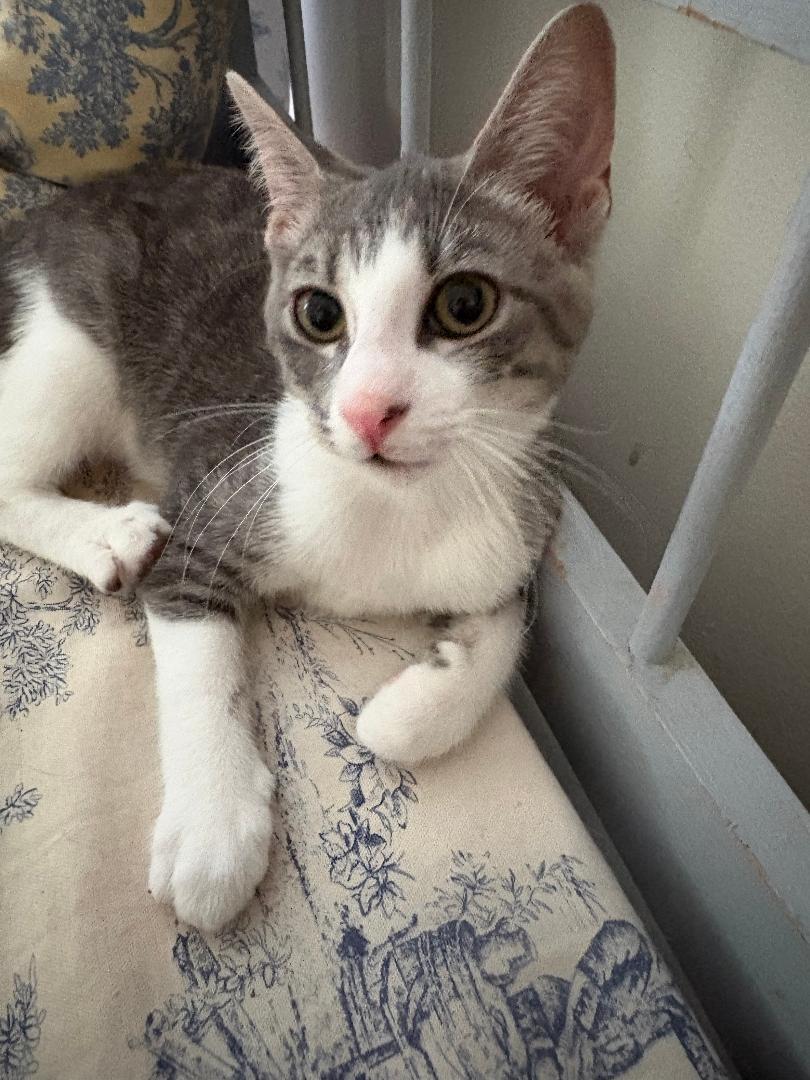 Daphne, Adopted, Kitten Female Domestic Short Hair.