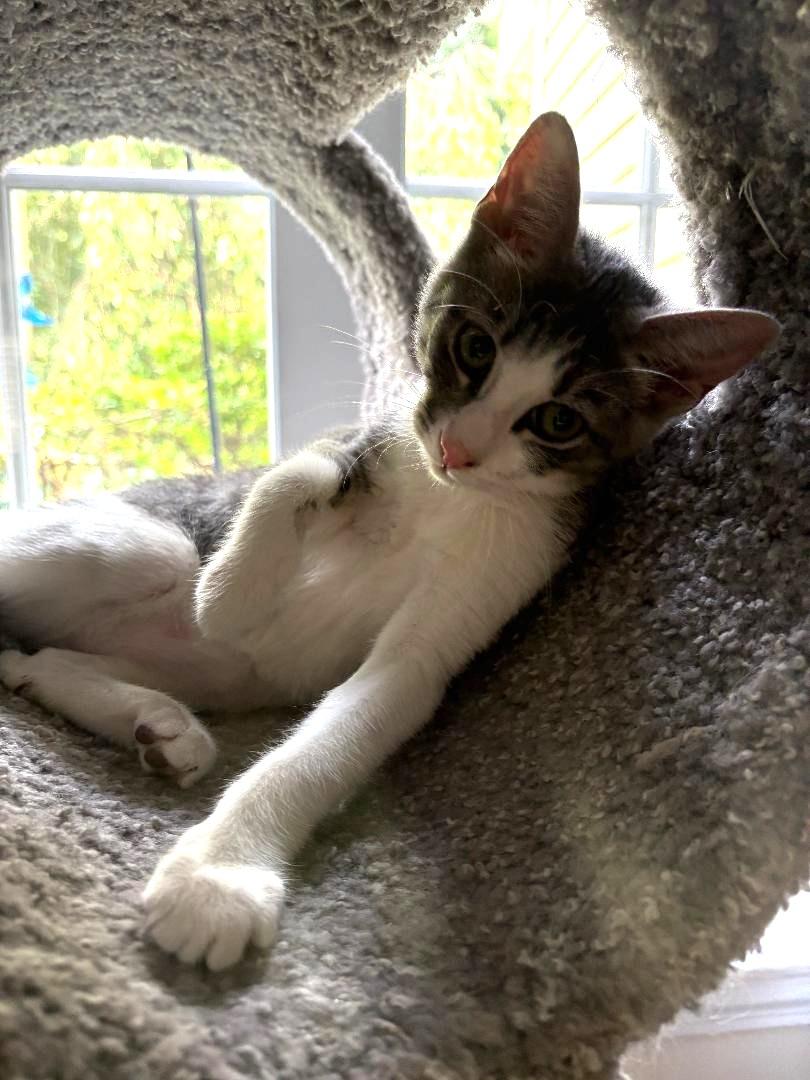 Enlarge Daphne, a Adopted Domestic Short Hair in Wayne, NJ image 4/5