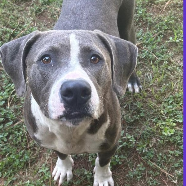 Enlarge Sherri, a Adoptable mixed breed in Summerdale, AL image 1/1