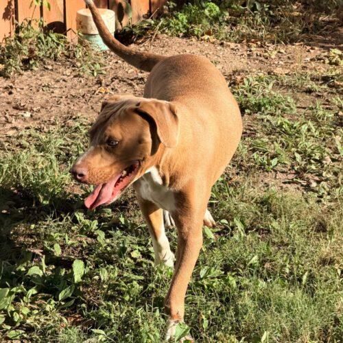 Enlarge Caldwell, a Adoptable Pit Bull Terrier in Richmond, MO image 1/1