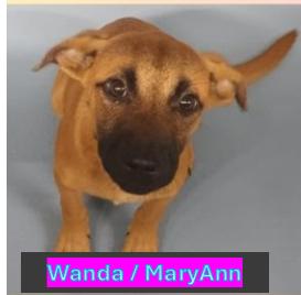 Mary Ann - Gilligan Islands Litter